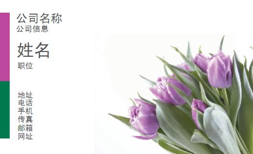 紫色 绿色 白色 郁金香 荷兰 花 